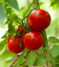 Rajče Tornado F1 - Solanum lycopersicum - semena rajčete - 20 ks