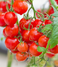 Rajče Gourmelito F1 - Solanum lycopersicum - semena rajčete - 6 ks