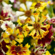 Krásnoočko Sea Shells Mix - Coreopsis hybrida - semena krásnoočka - 50 ks