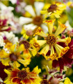 Krásnoočko Sea Shells Mix – Coreopsis hybrida – semena krásnoočka – 50 kosov