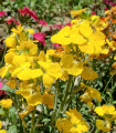 Dišeči cheiranthus Sugar Rush F1 Yellow – Cheiranthus cheiri – semena cheiranthusa – 20 kosov