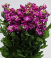 Vijolica Cinderella Purple – Matthiola incana – semena vijolice – 40 kosov
