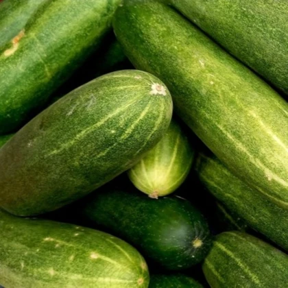 Okurka salátová do květináče Bush Champion - Cucumis sativus - semena okurky - 8 ks