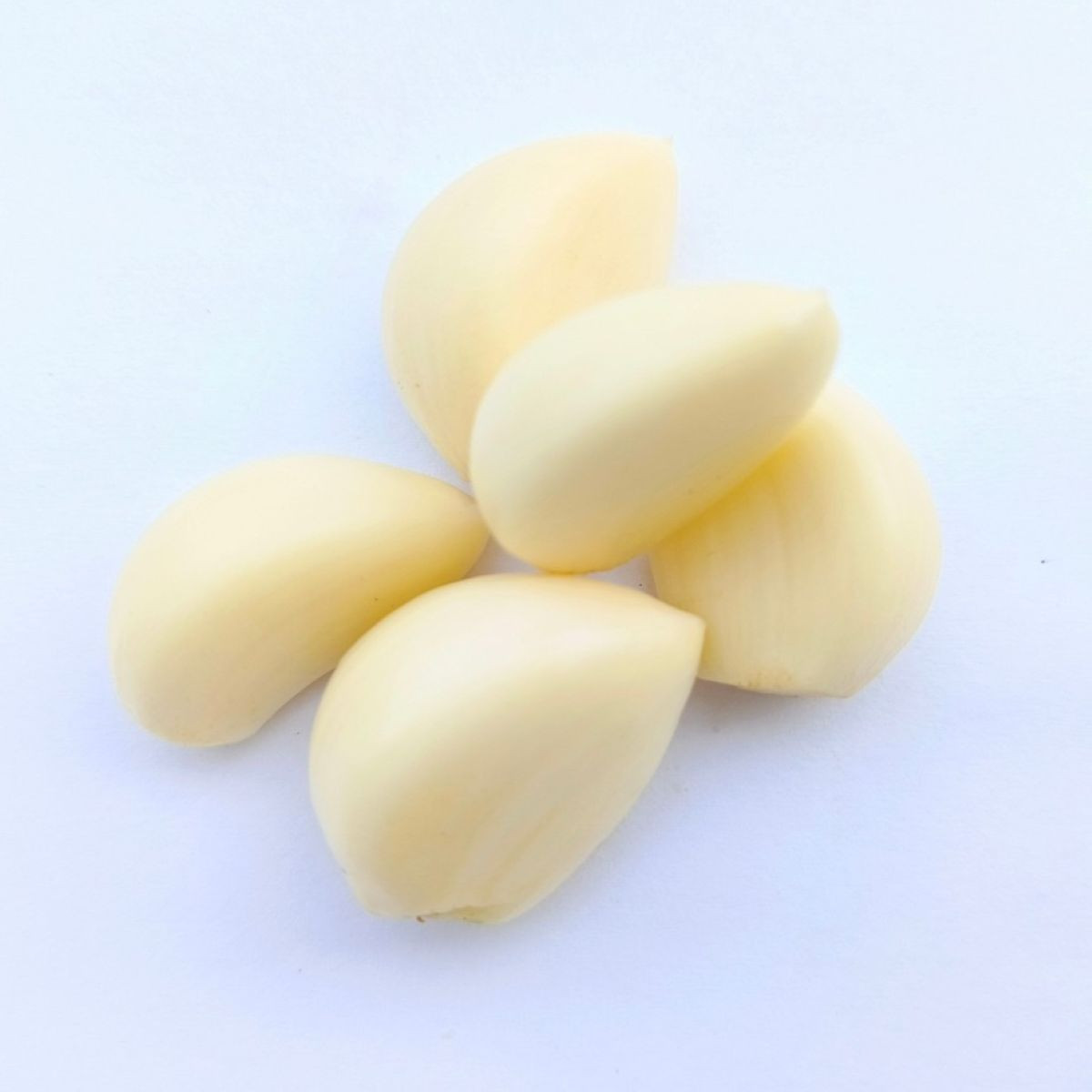 Sadbový česnek Dukát – Allium sativum – paličák – cibule česneku