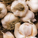 Sadilni česen Dukát – Allium sativum – trdolistni – čebula česna