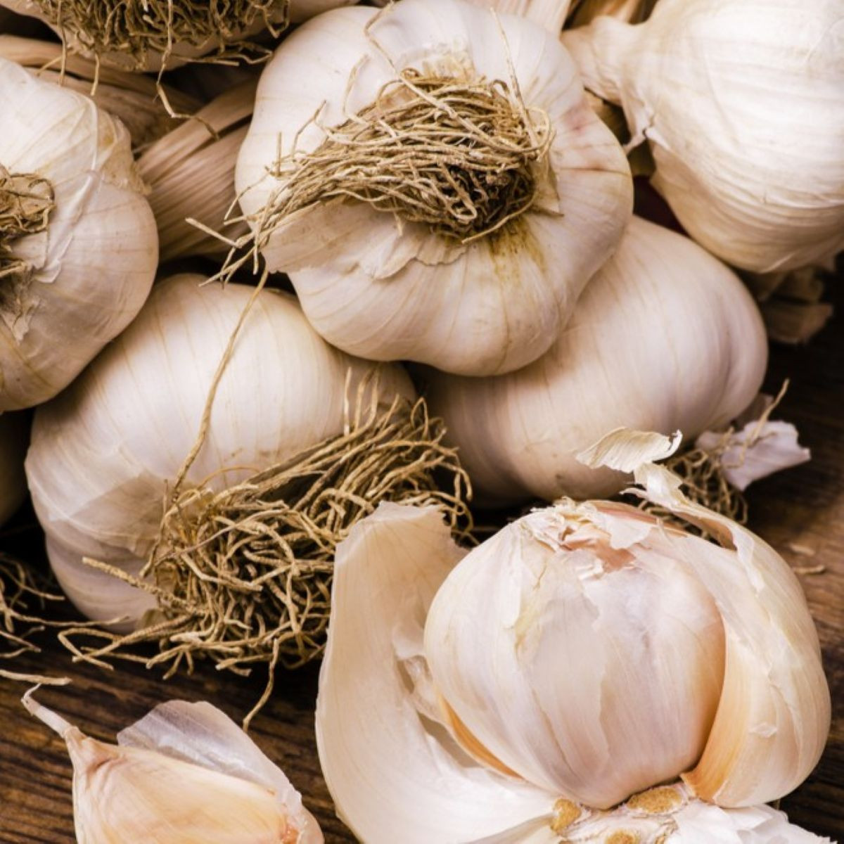 Sadilni česen Dukát – Allium sativum – trdolistni – čebula česna
