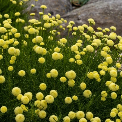 Svatolina rozmarýnolistá - Santolina rosmarinifolia - semena svatoliny - 5 ks