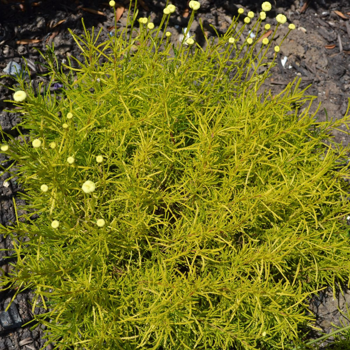 Svatolina rozmarýnolistá - Santolina rosmarinifolia - semena svatoliny - 5 ks