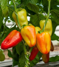 Paprika Amy - Capsicum annuum - semena papriky - 50 ks