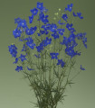 Modri delfinijum Jennys Pearl F1 – Delphinium grandiflorum – semena delfinijuma – 10 kosov