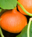 Buča Hokkaido Uchiki kuri - Cucurbita maxima - semena buče - 5 kos