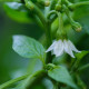 Semena chilli papriček – chilli Jalapeno – Capsicum annuum