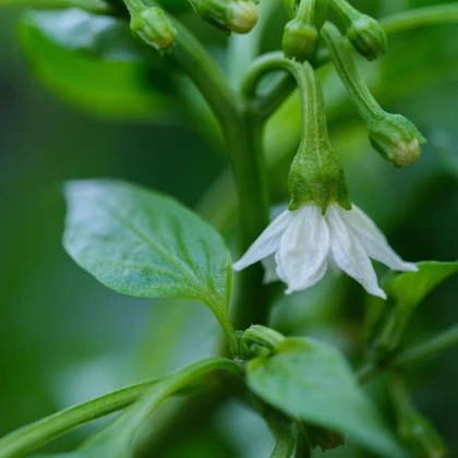Semena čili paprik – čili Jalapeno – Capsicum annuum
