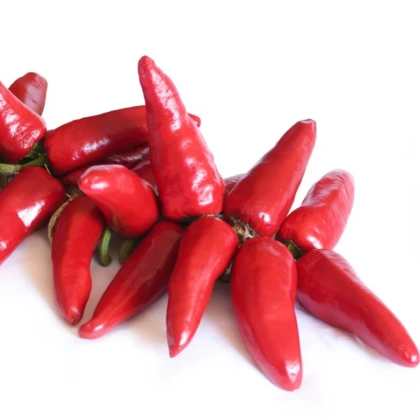 Semena čili paprik – čili Jalapeno – Capsicum annuum