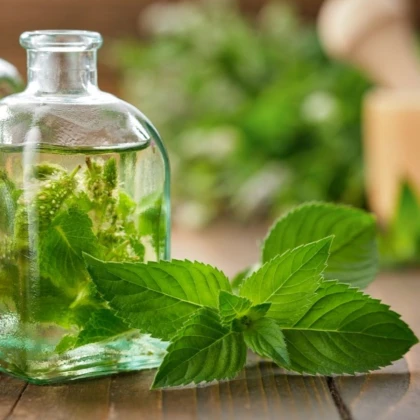 Máta peprná - Mentha - pěstování