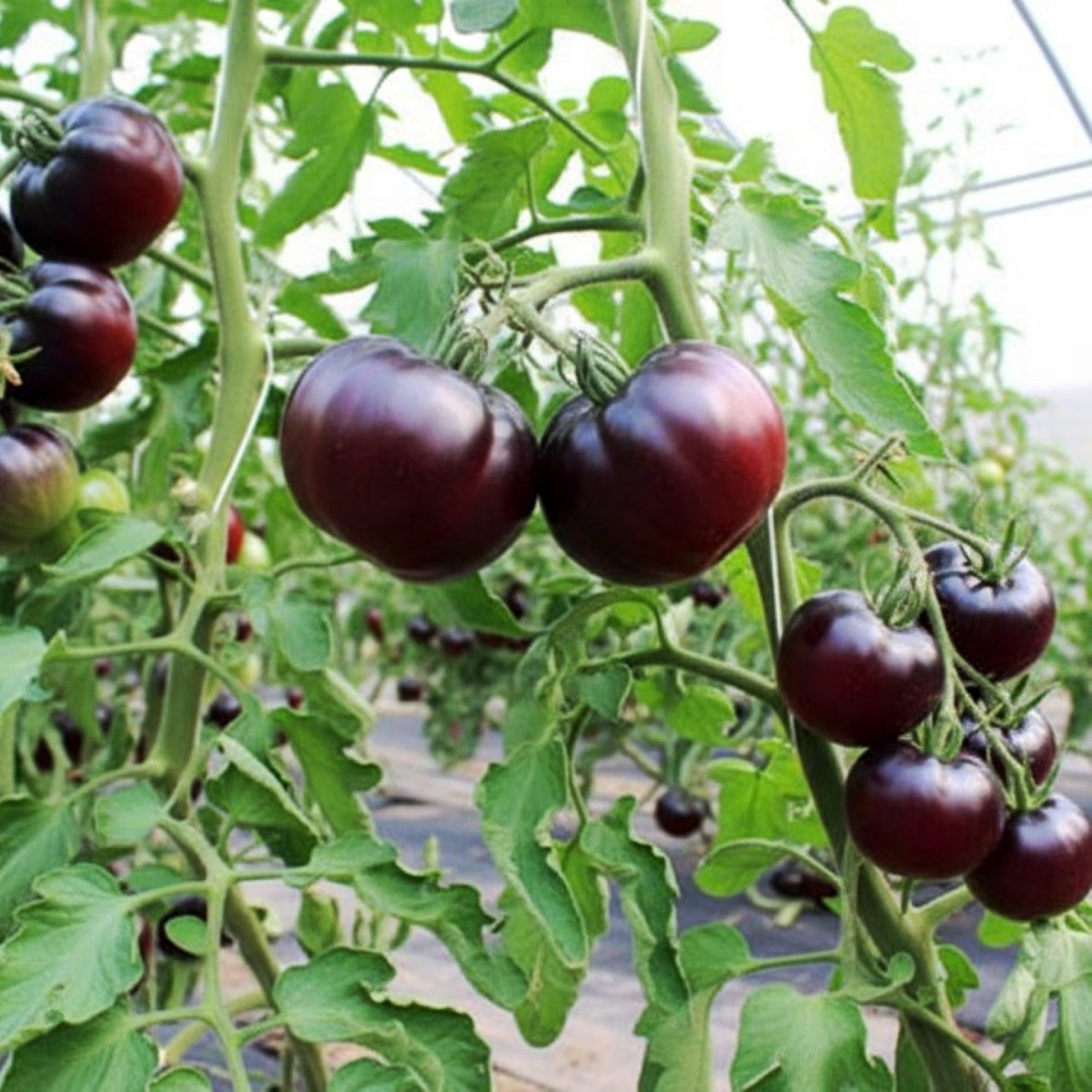 BIO Rajče tyčkové Black Beauty - Solanum lycopersicum - bio semena rajčete - 7 ks