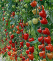 Paradižnik Gardenberry F1 – Solanum lycopersicum – semena paradižnika – 5 kosov