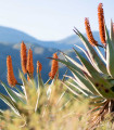 Kapsko aloe – Aloe ferox – semena aloe – 6 kosov