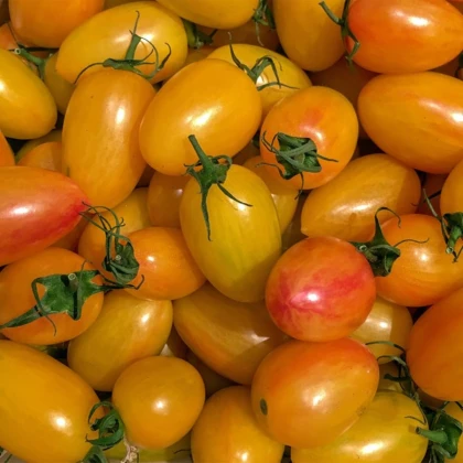 BIO Rajče tyčkové Artisan Blush Tiger - Solanum lycopersicum - bio semena rajčete - 6 ks