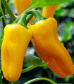 Paprika Snacking Yellow F1 – Capsicum annuum – semena paprike – 5 kosov
