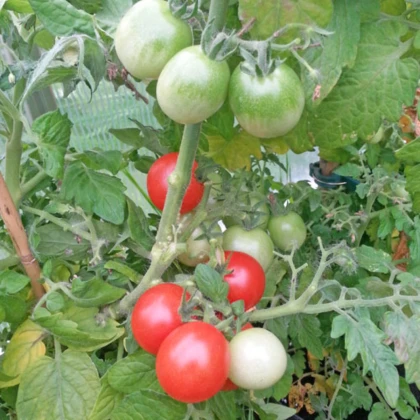 Rajče Red Robin - Solanum lycopersicum - semena rajčat - 6 ks