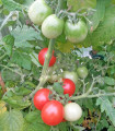 Paradižnik Red Robin – Solanum lycopersicum – semena paradižnika – 6 kosov
