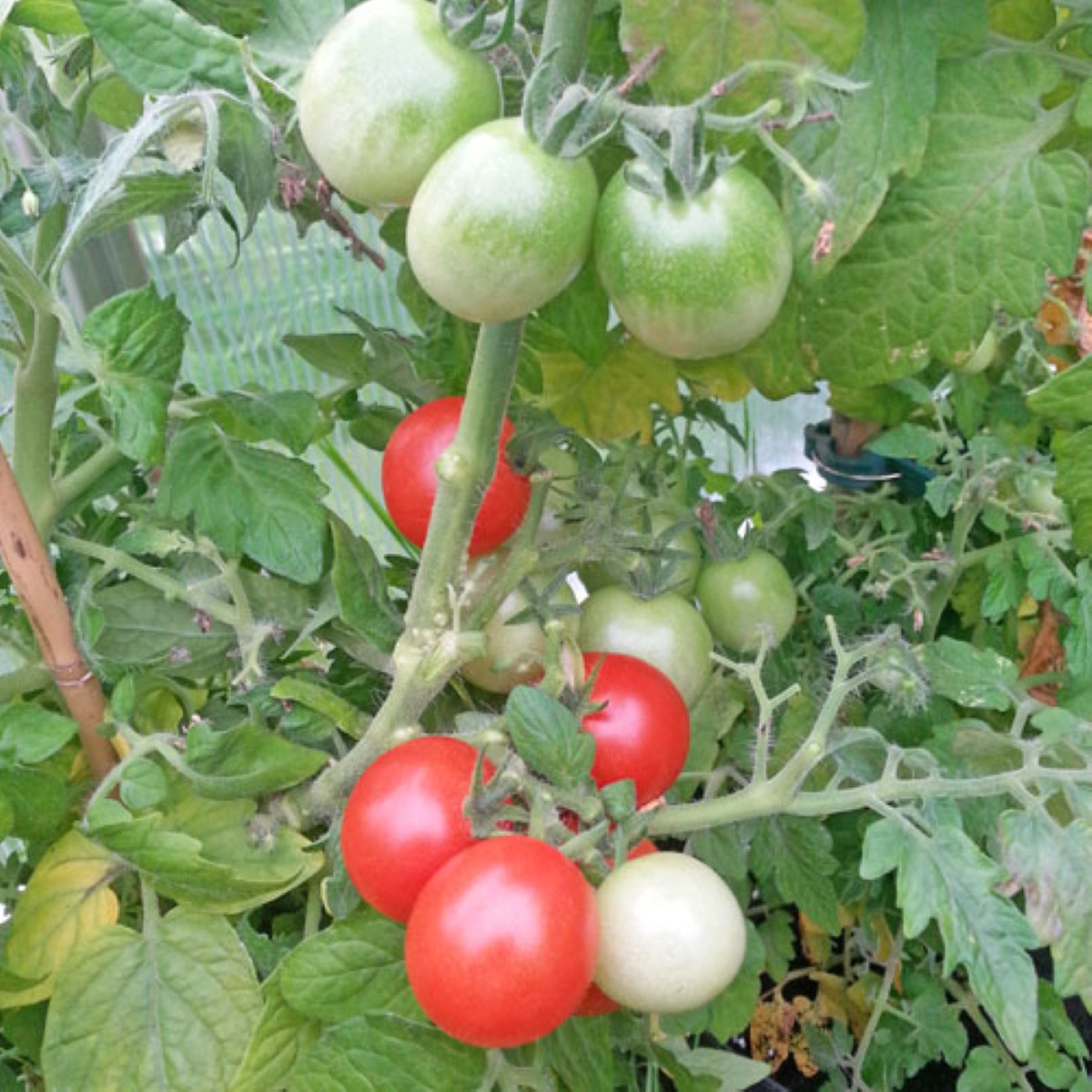Rajče Red Robin - Solanum lycopersicum - semena rajčat - 6 ks