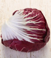 Radicchio Indigo F1 – Cichorium intybus – semena radiča – 20 kosov
