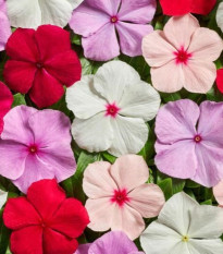 Barvínek Volcano Mix F1 - Catharanthus roseus - semena barvínku - 30 ks