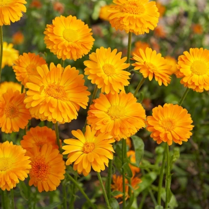 Měsíček lékařský Orange Prinzess - Calendula officinalis - semena měsíčku - 50 ks