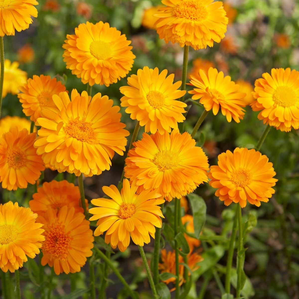 Měsíček lékařský Orange Prinzess - Calendula officinalis - semena měsíčku - 50 ks