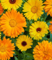 Navadna ognjič Fiesta Gitana – Calendula officinalis – semena ognjiča – 50 kosov