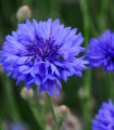 Modri korenček – Centaurea cyanus – semena modrega korenčka – 45 kosov