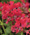 Ognjena cuphea Rose F1 – japonska mirta – Cuphea llavea – semena cuphee – 15 kosov