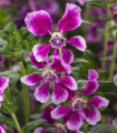 Ognjena cuphea Lavender Bicolor F1 – japonska mirta – Cuphea llavea – semena cuphee – 15 kosov