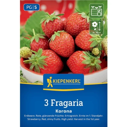 Jahodník Korona - Fragaria ananassa - prostokořenné sazenice jahodníku - 3 ks