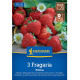 Jahodník Polka - Fragaria ananassa - prostokořenné sazenice jahodníku - 3 ks