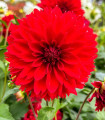 Dahlia Red Fubuki – dalija – gomolji dalije – 1 kos