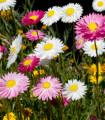 Mešanica polnocvetnega slamnika – Acroclinium roseum – semena slamnika – 0,06 g