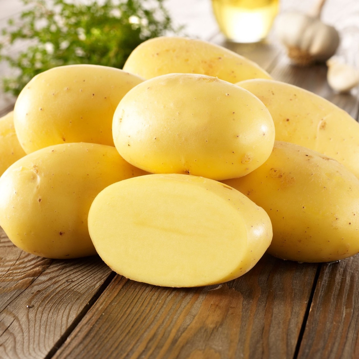 BIO sadbové brambory Agria - Solanum tuberosum - bio brambory - 10 ks