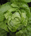 Glavna solata Smaragd – Lactuca sativa – semena solate – 400 kosov