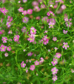 Garden Bride – Gypsophila muralis – semena šaterja – 150 kosov