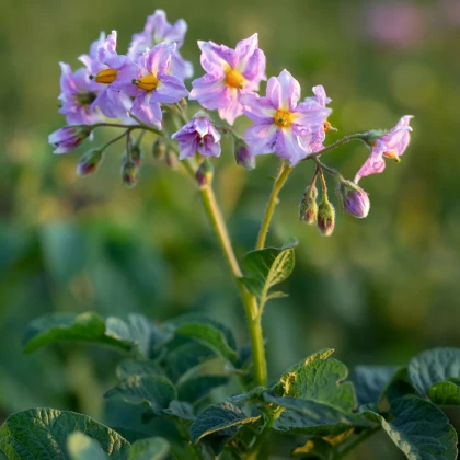 Brambory Jubila F1 - Solanum tuberosum - semena Kiepenkerl - 1 ks