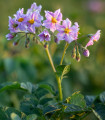Krompir Jubila F1 – Solanum tuberosum – semena krompirja – 1 kos