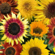 Sončnica Fantazija Mix F1 - Helianthus annuus - semena sončnice - 6 kos