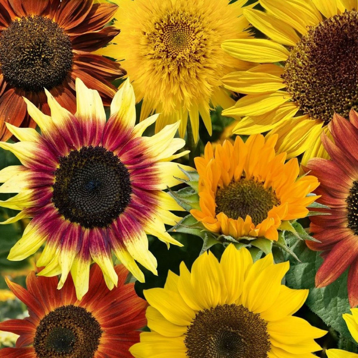 Slunečnice Fantazie Mix - Helianthus annuus - semena slunečnice - 6 ks