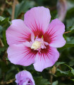 Ibišek sirski Rose of Sharon - Hibiscus syriacus - semena ibiška - 12 kos