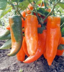 Paprika roční Timia - Capsicum annuum - semena papriky - 30 ks