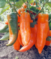 Letna paprika Timia – Capsicum annuum – semena paprike – 30 kosov