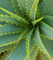 Aloe vera – Barbadensis Miller – semena aloe – 6 kosov